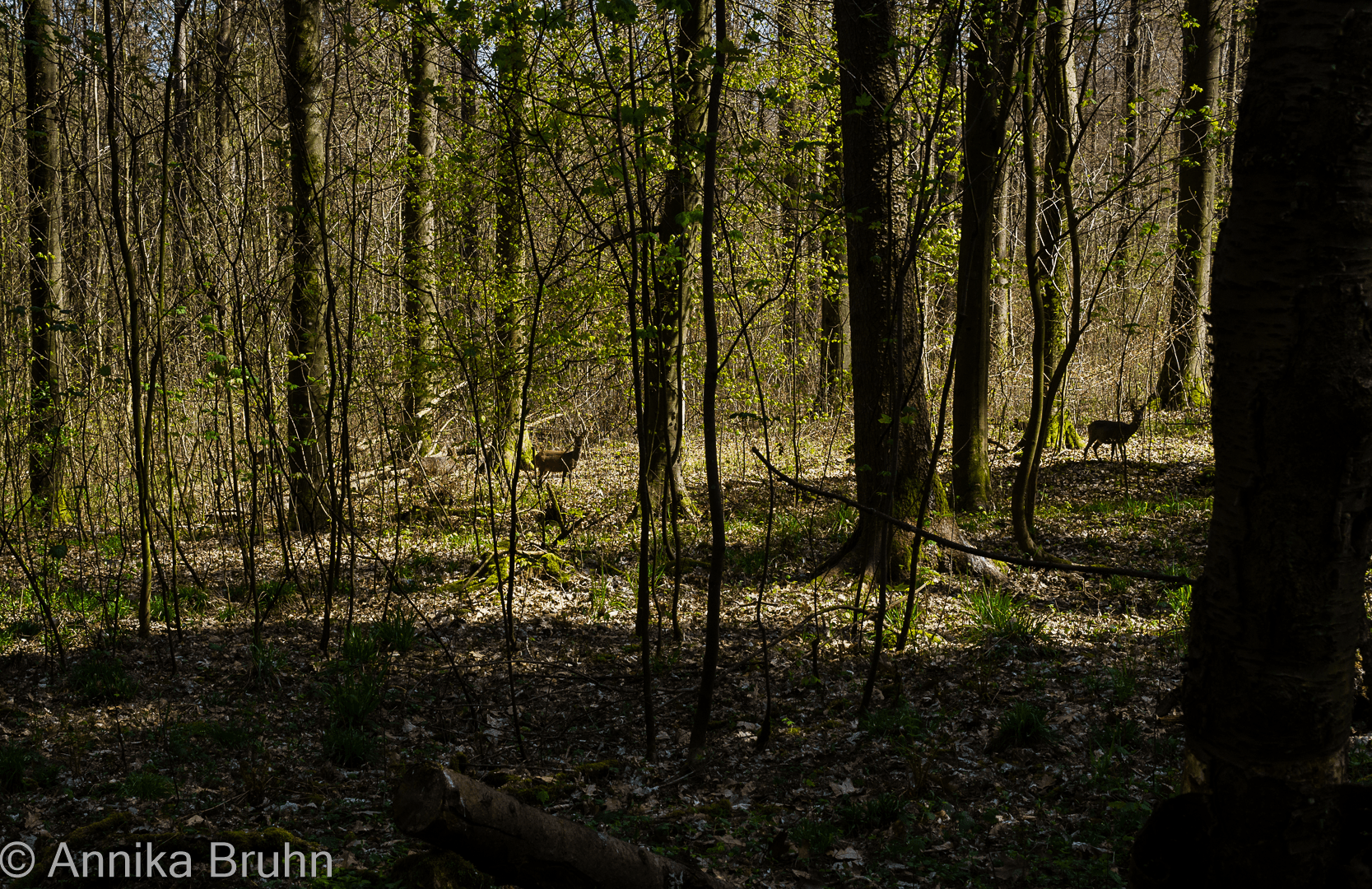 Rehe im Wald!